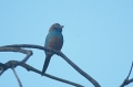 Red-Cheeked Cordon Bleu